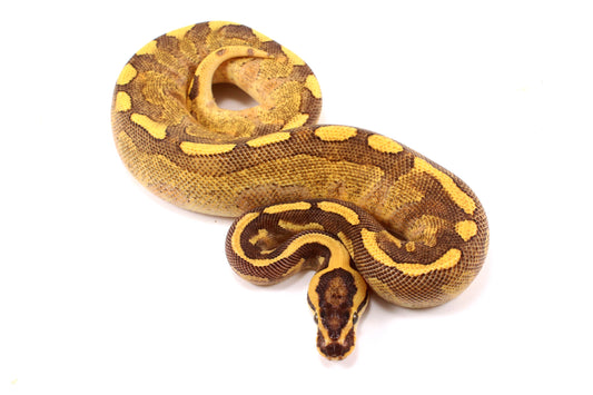 Enchi Super Asphalt Ball Python