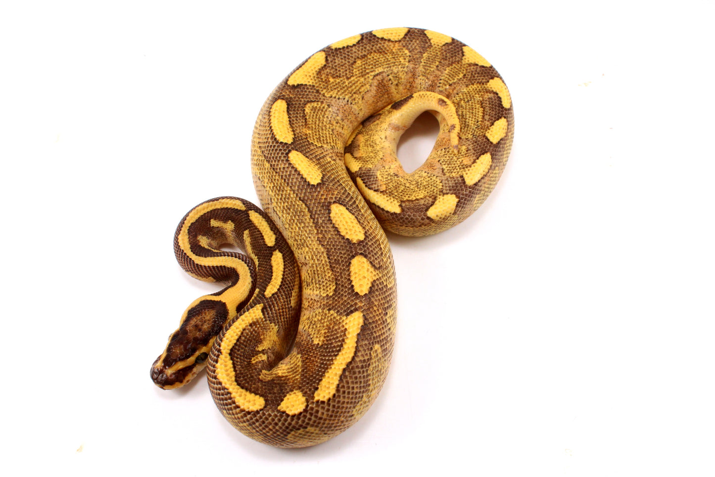 Enchi Super Asphalt Ball Python