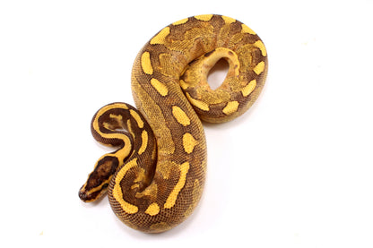 Enchi Super Asphalt Ball Python