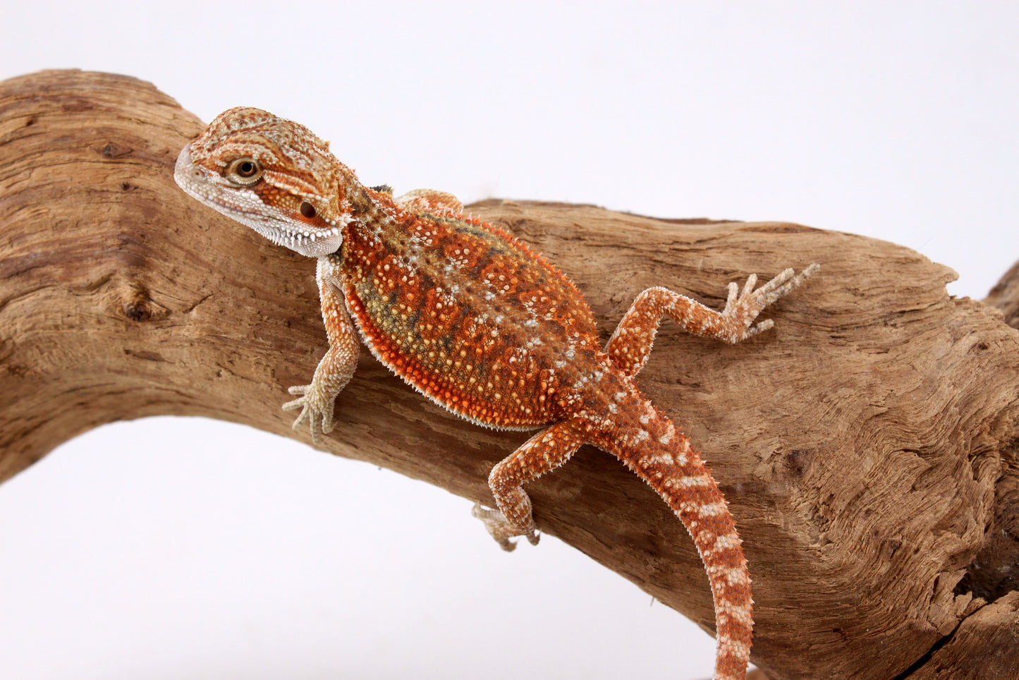 High Orange Bearded Dragon