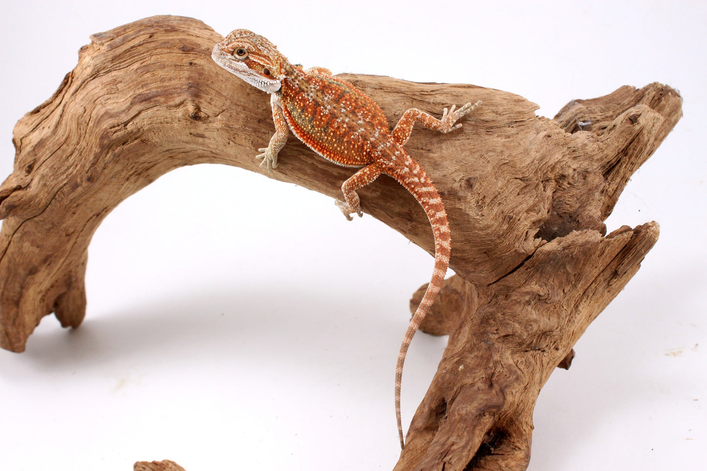 High Orange Bearded Dragon