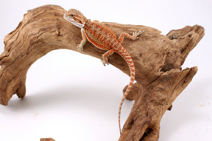 High Orange Bearded Dragon