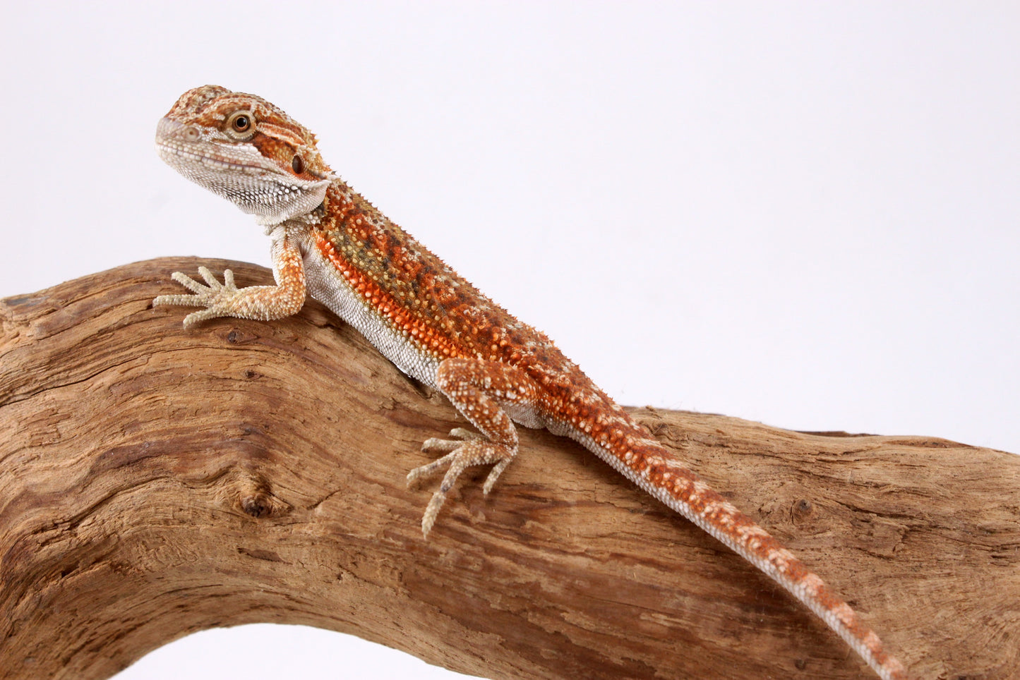 High Orange Bearded Dragon