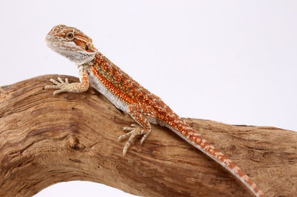 High Orange Bearded Dragon