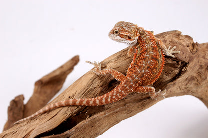 High Orange Bearded Dragon