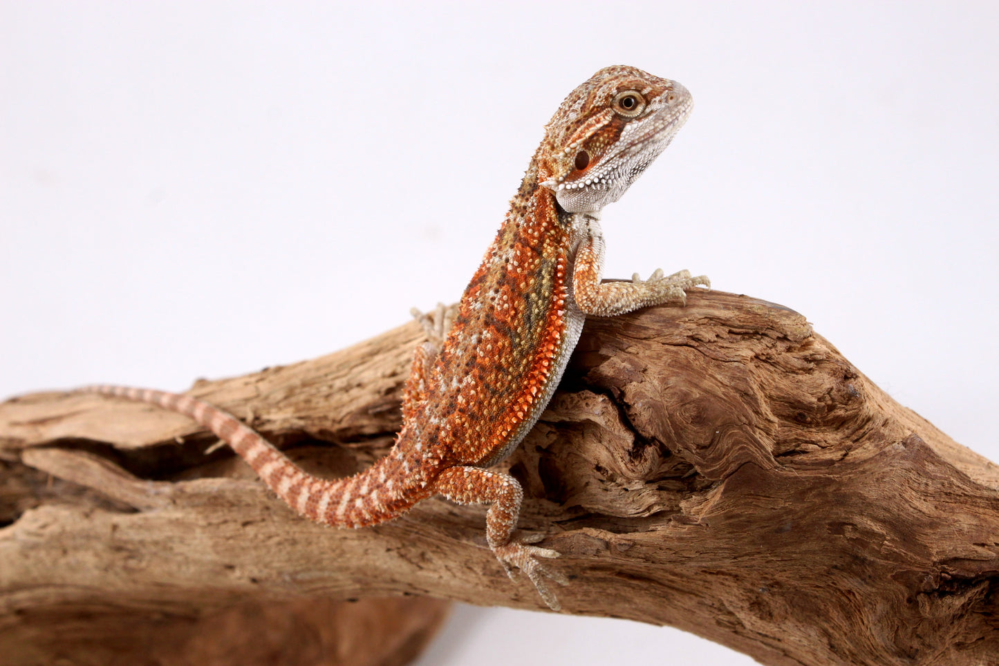 High Orange Bearded Dragon