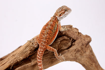 High Orange Bearded Dragon