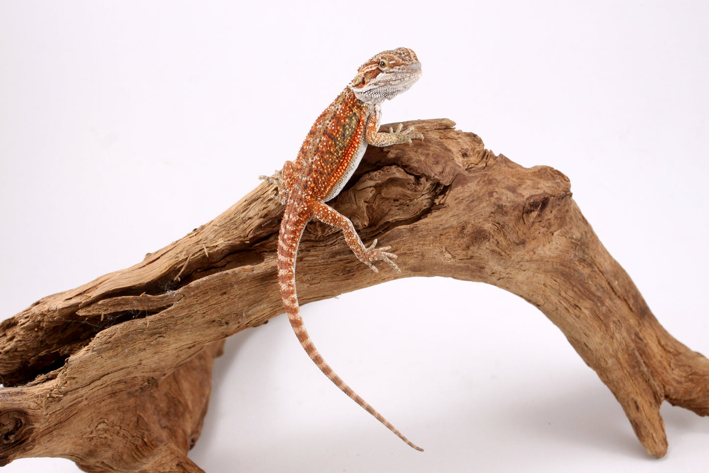 High Orange Bearded Dragon