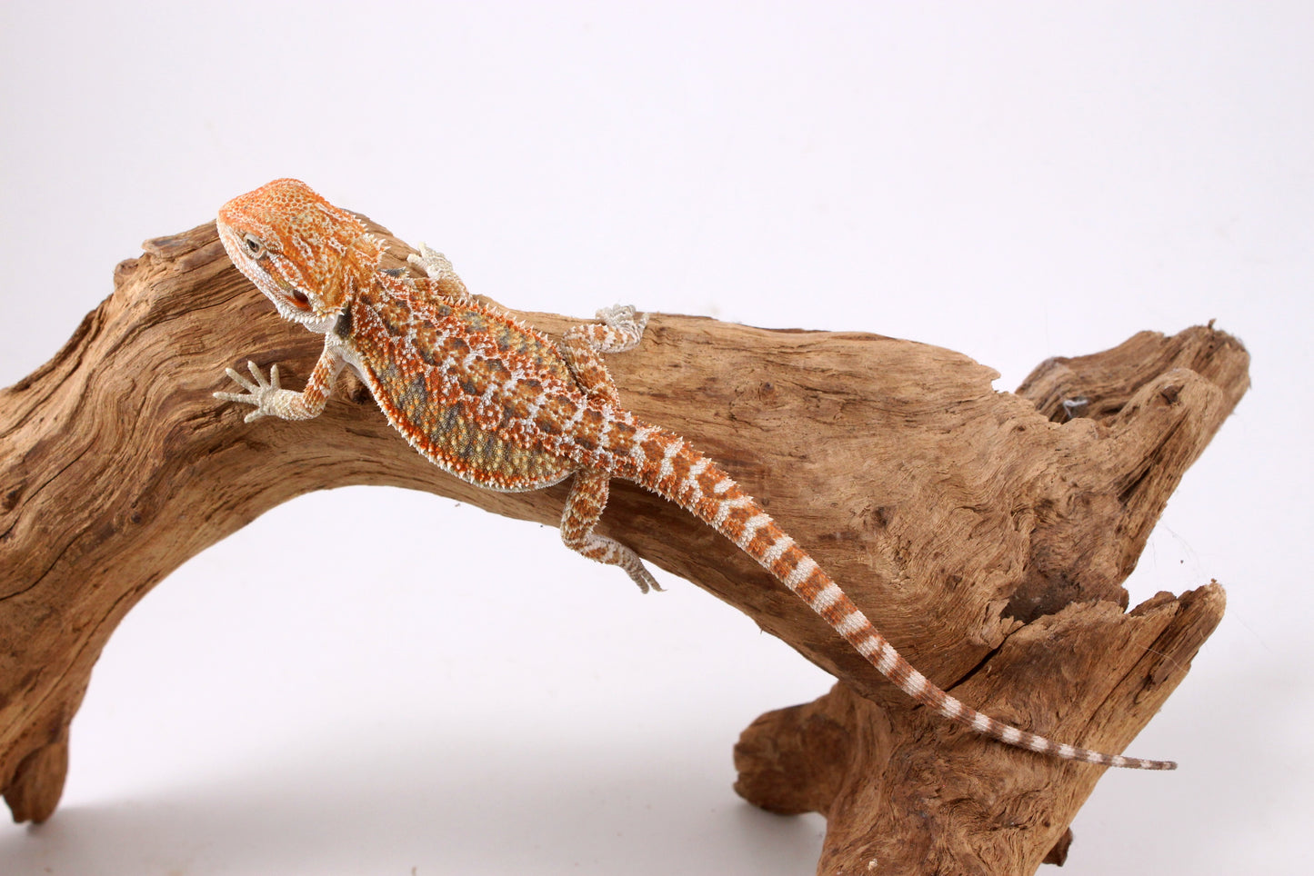 Orange Citrus Bearded Dragon