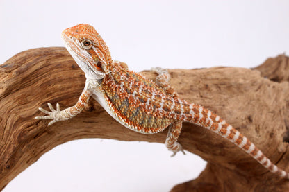 Orange Citrus Bearded Dragon