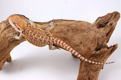 Orange Citrus Bearded Dragon