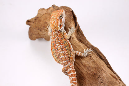 Orange Citrus Bearded Dragon