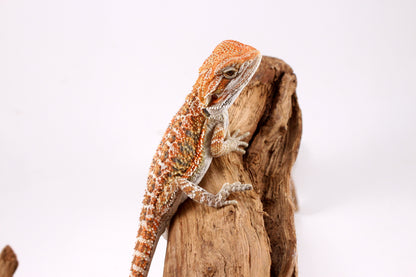 Orange Citrus Bearded Dragon
