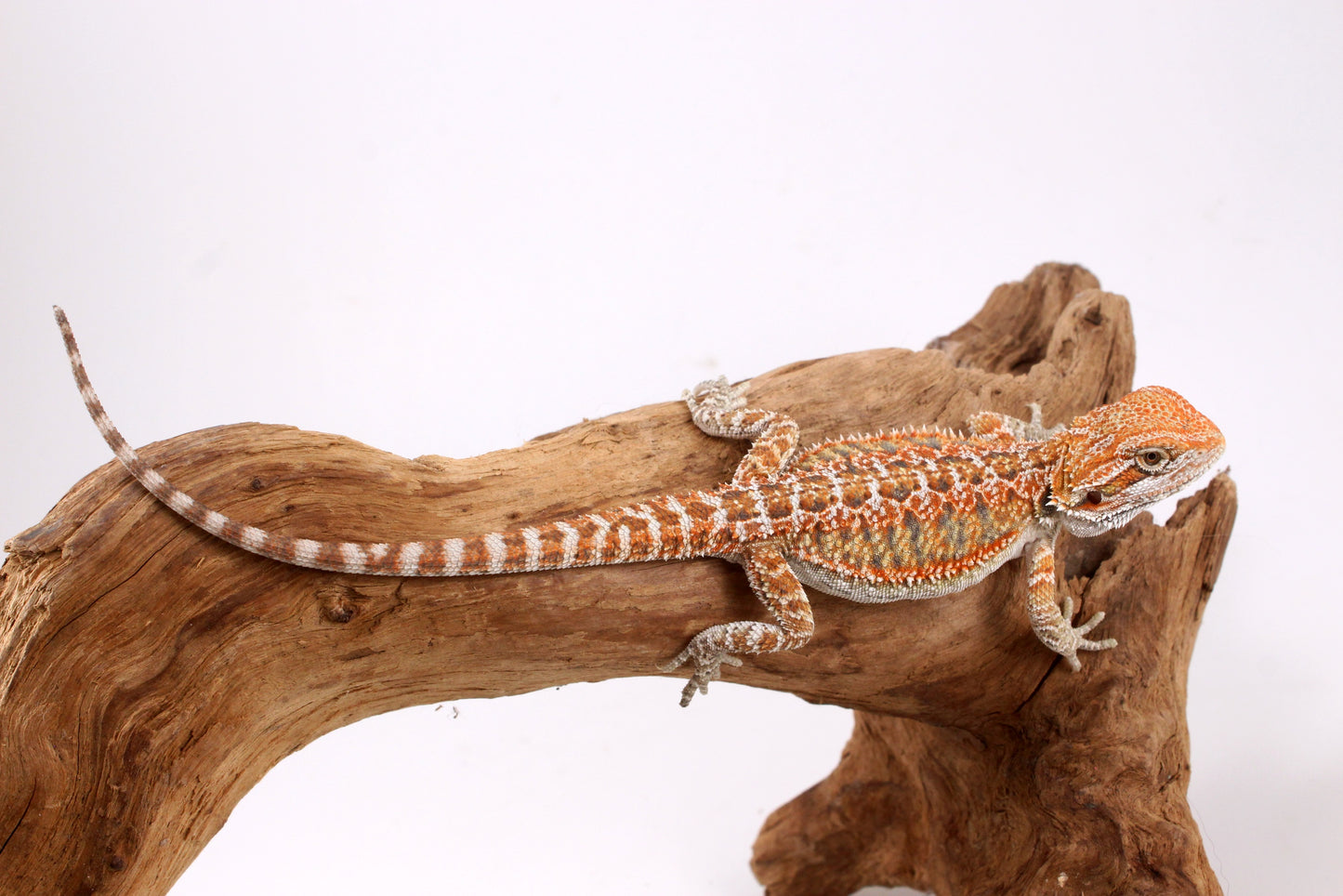 Orange Citrus Bearded Dragon