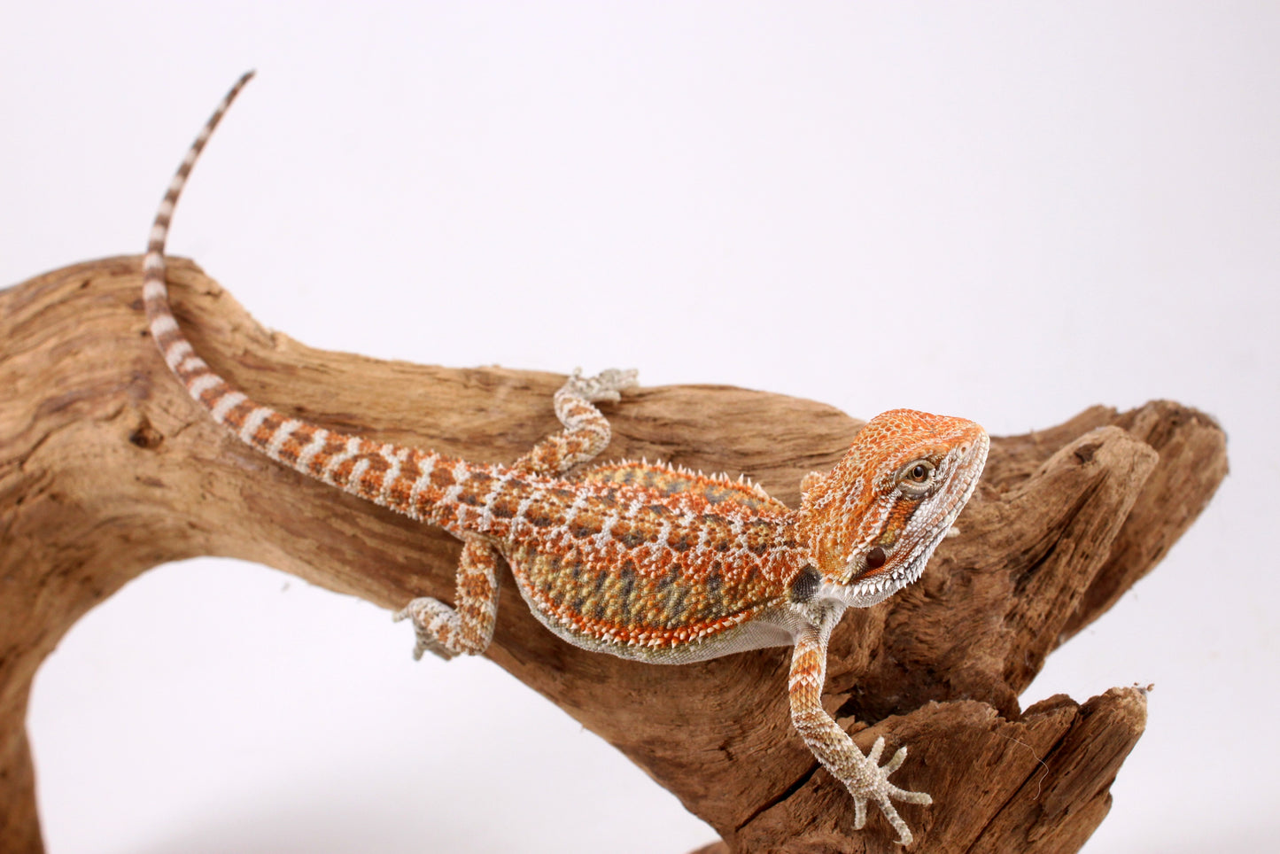 Orange Citrus Bearded Dragon