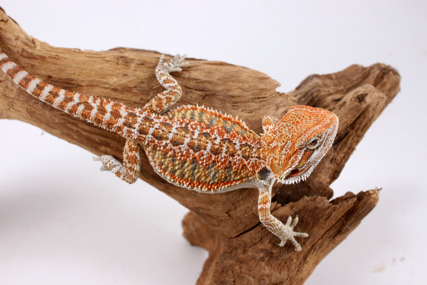 Orange Citrus Bearded Dragon