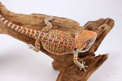 Orange Citrus Bearded Dragon