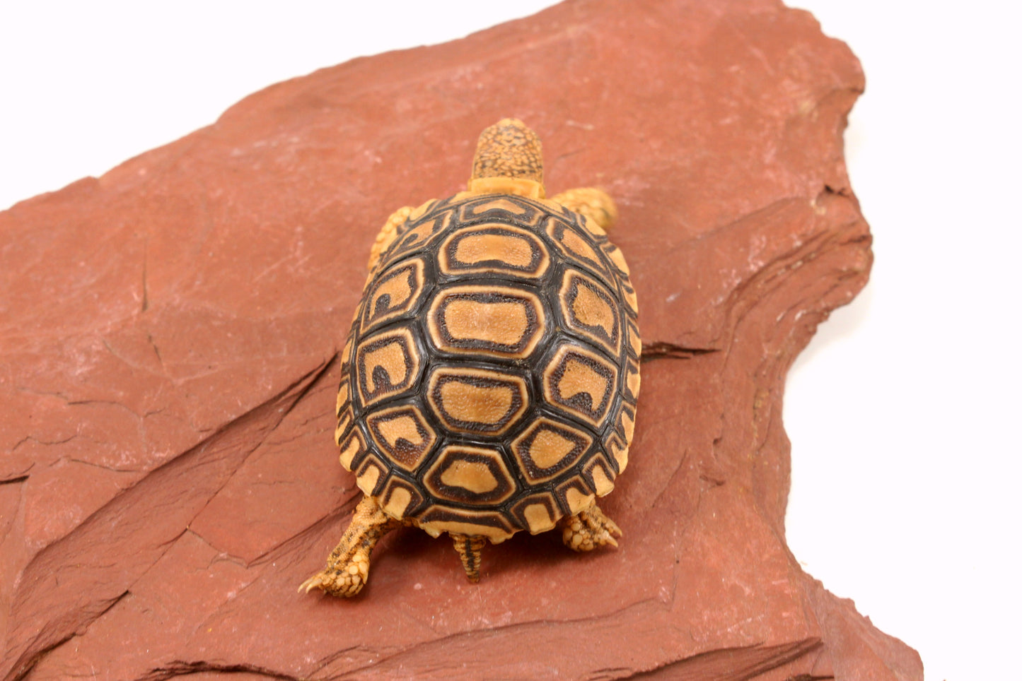 Leopard Tortoise