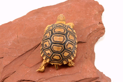 Leopard Tortoise