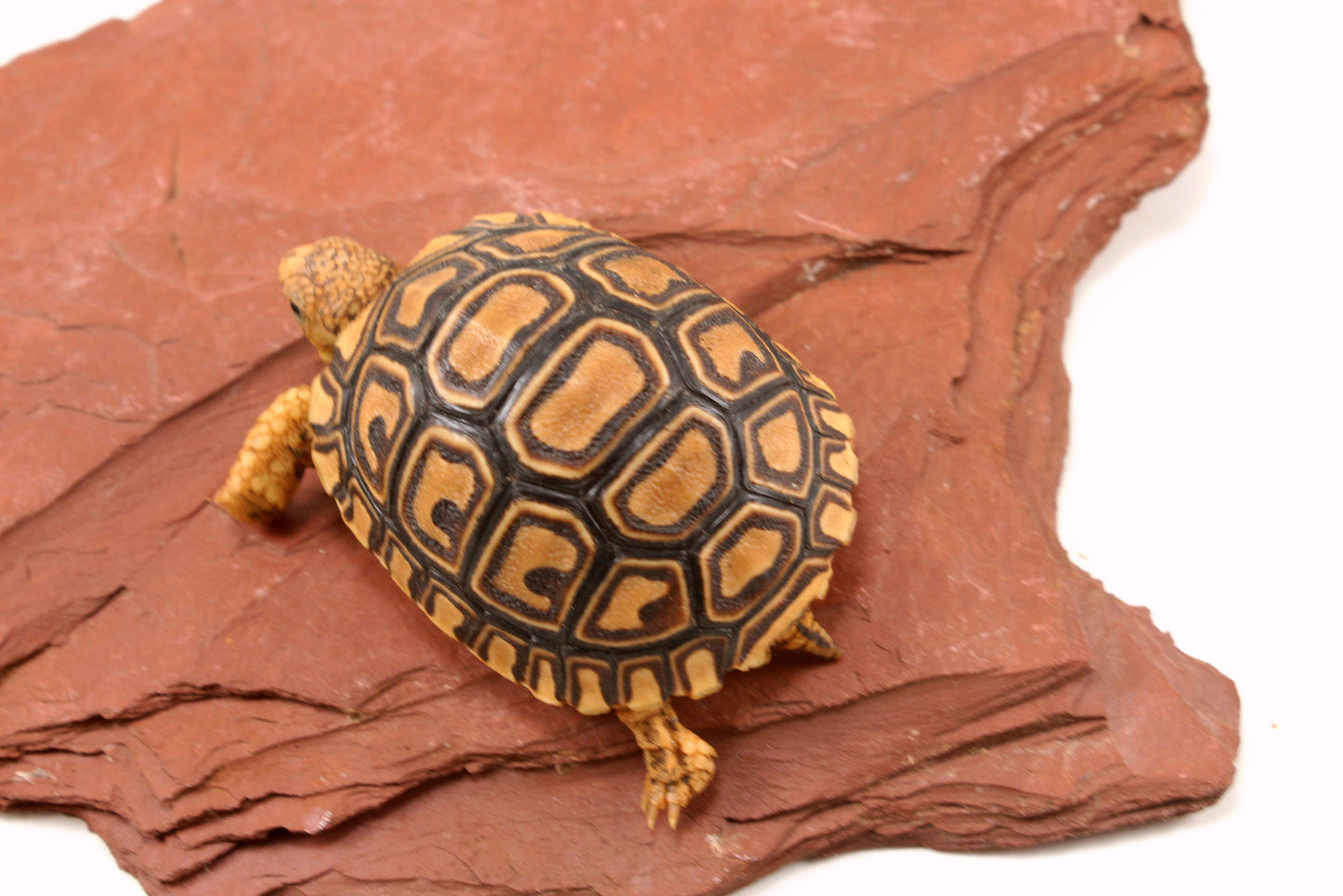 Leopard Tortoise