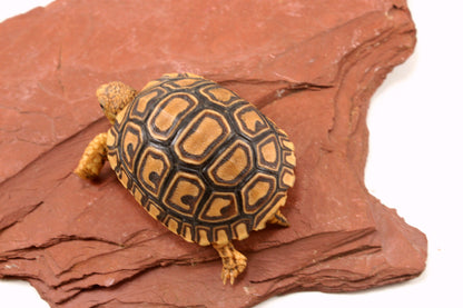 Leopard Tortoise