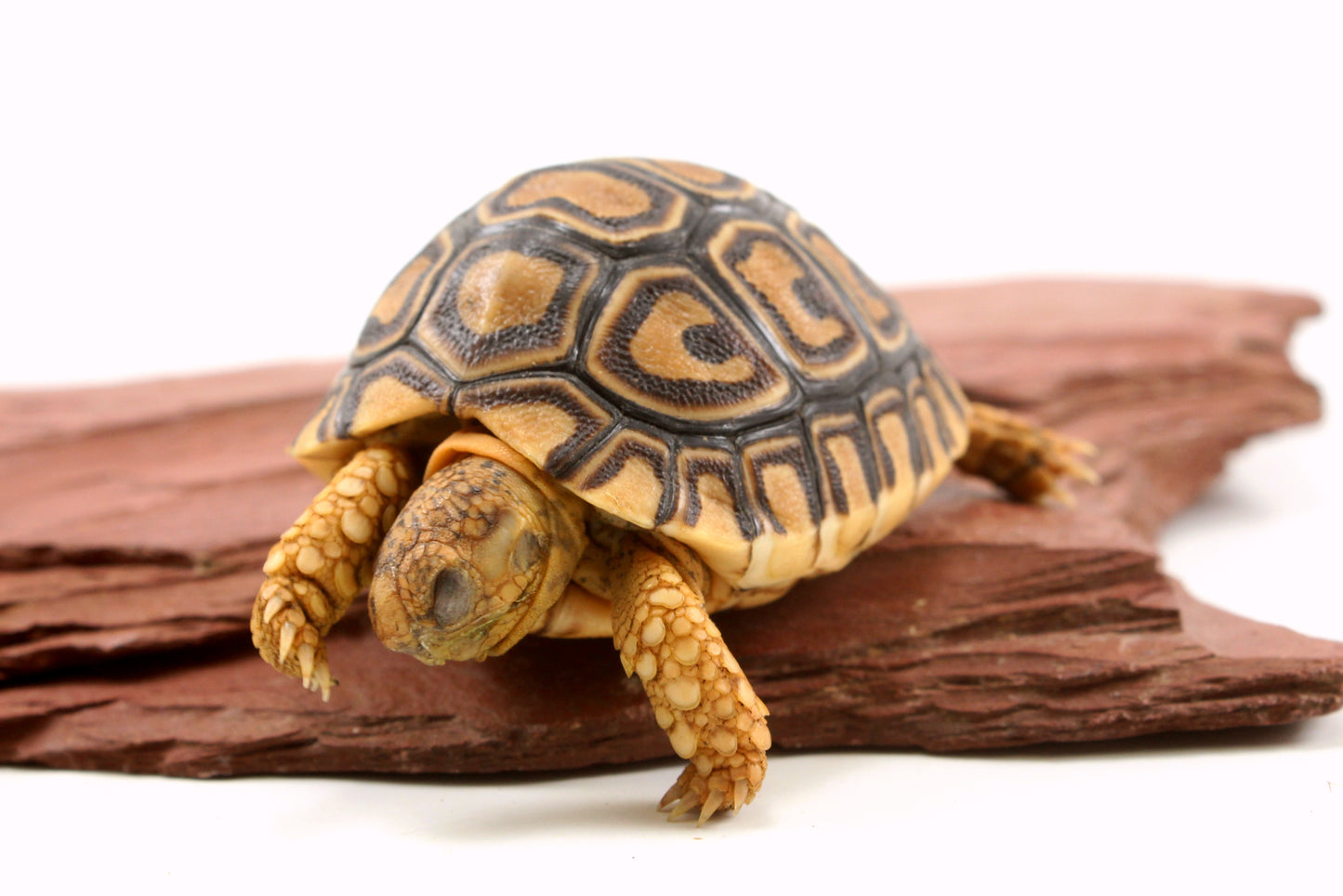 Leopard Tortoise