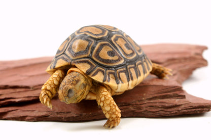 Leopard Tortoise