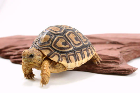 Leopard Tortoise