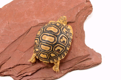 Leopard Tortoise