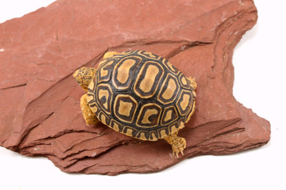 Leopard Tortoise