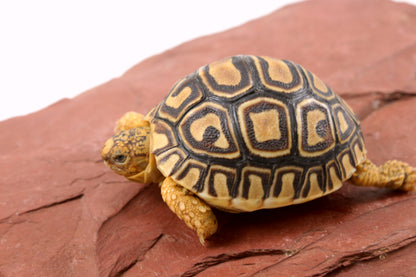 Leopard Tortoise