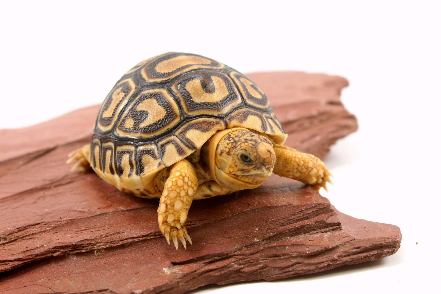 Leopard Tortoise