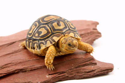 Leopard Tortoise
