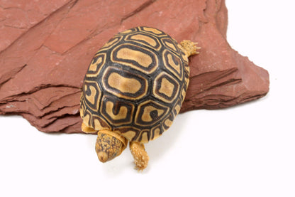 Leopard Tortoise