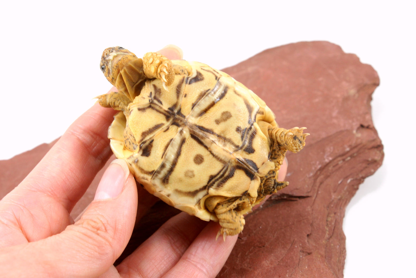 Leopard Tortoise
