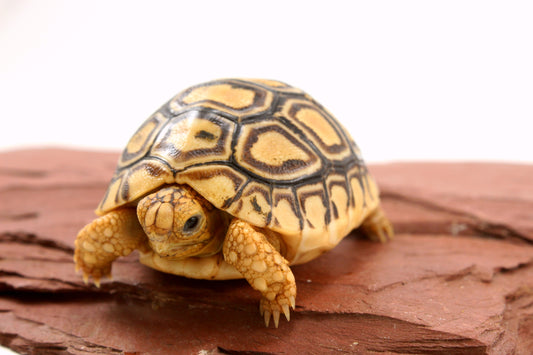Leopard Tortoise