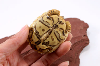 Leopard Tortoise
