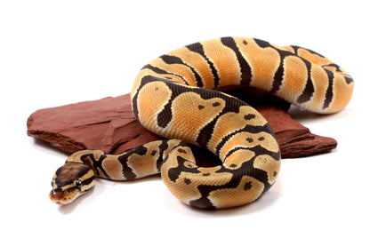 Orange Dream Hypo Ball Python