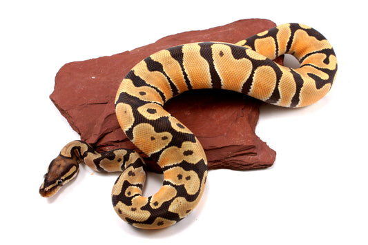 Orange Dream Hypo Ball Python