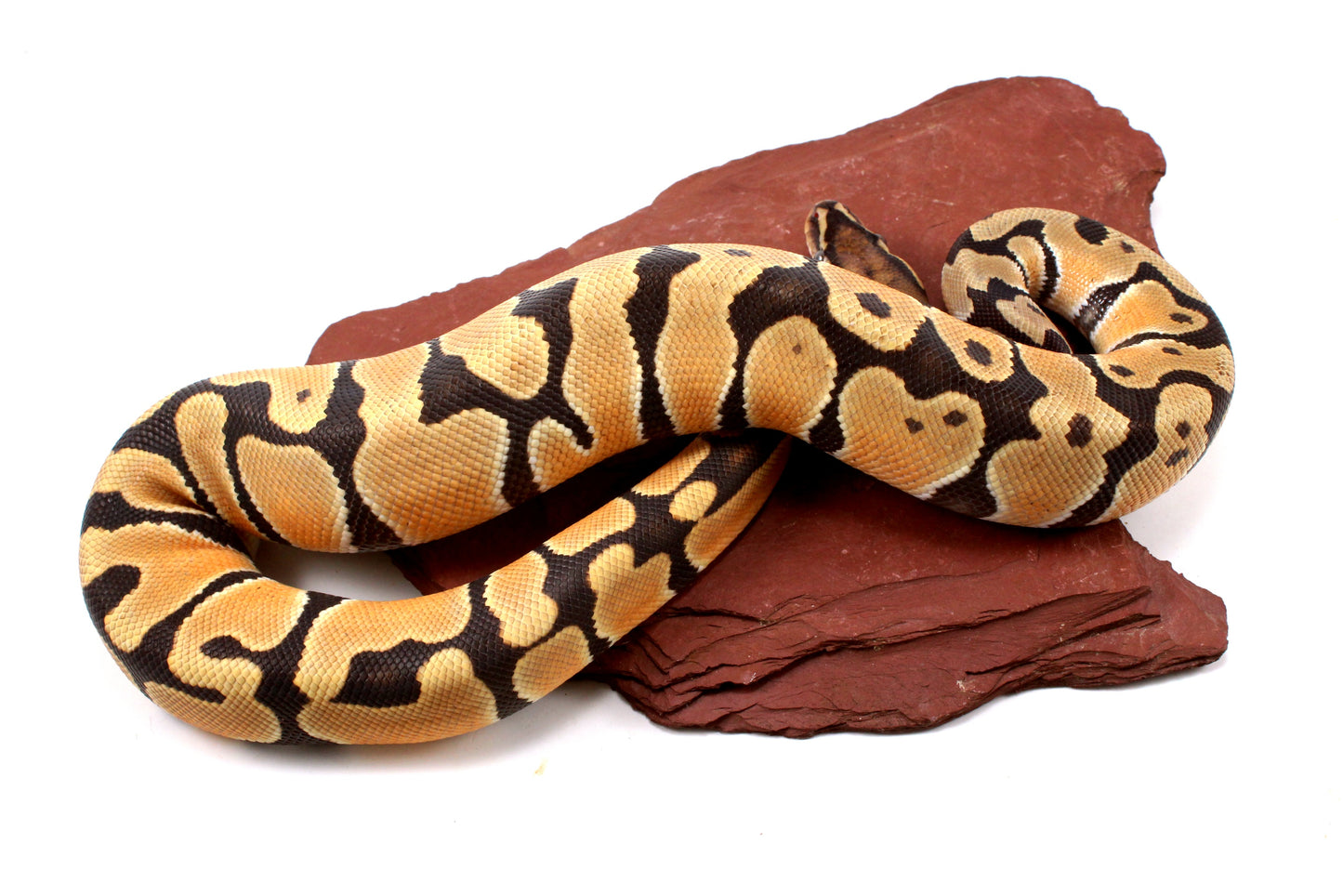 Orange Dream Hypo Ball Python