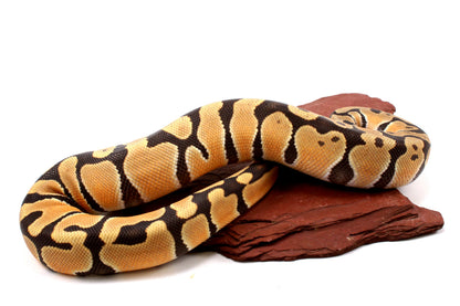 Orange Dream Hypo Ball Python