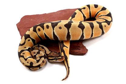 Orange Dream Hypo Ball Python