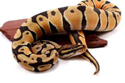 Orange Dream Hypo Ball Python