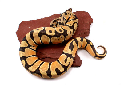 Orange Dream Hypo Ball Python