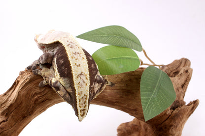 Chocolate Phantom Crested Gecko - Tailess