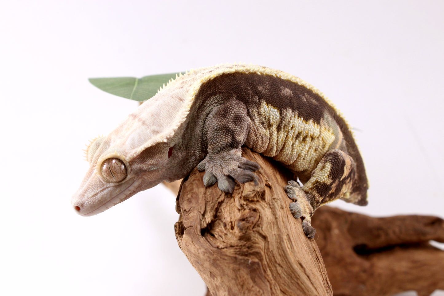 Chocolate Phantom Crested Gecko - Tailess