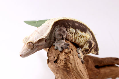 Chocolate Phantom Crested Gecko - Tailess
