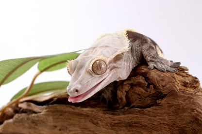 Chocolate Phantom Crested Gecko - Tailess