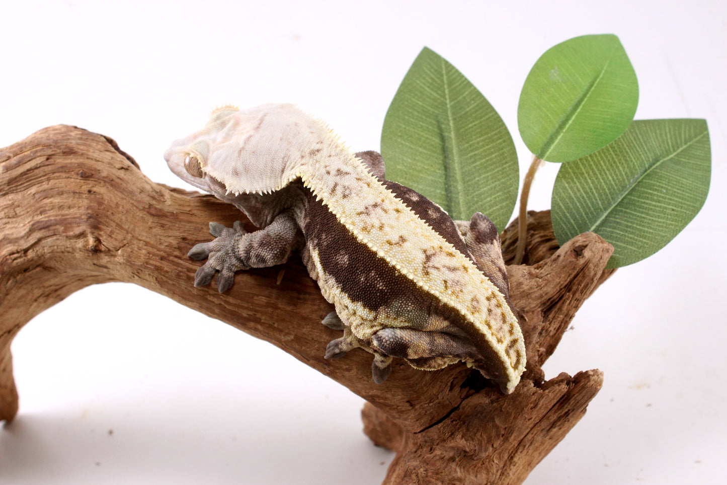 Chocolate Phantom Crested Gecko - Tailess