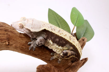 Chocolate Phantom Crested Gecko - Tailess